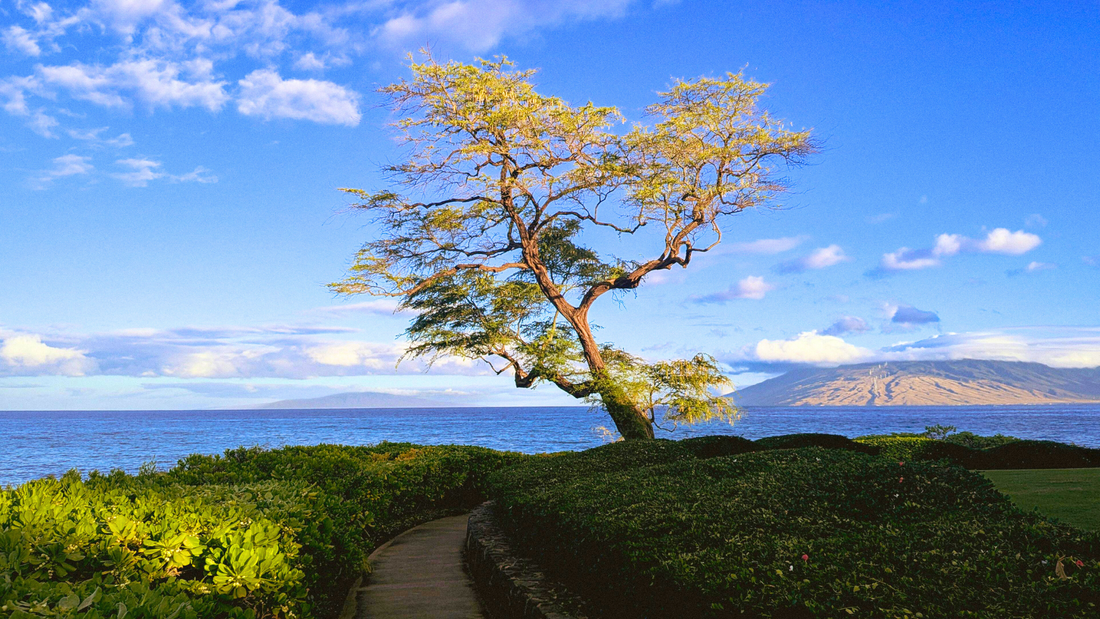 ハワイアンコアとは